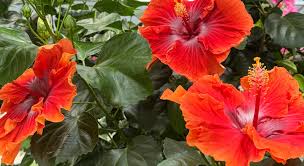 Image result for Abutilon grantii