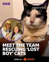 They make the best pets." 🐱 Volunteers at Mansfield Cat Rescue say male  stray cats, typically found poorly and unneutered, are often "overlooked"  by other organisations due to their temperament and high