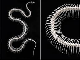 3 The Skeleton Of Biological Snakes Consists Of Vertebrae Ribs And A Download Scientific Diagram Control Theory Vertebrae Snake