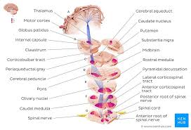 Spinal Cord Ascending And Descending Tracts Kenhub