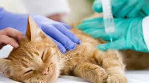What the fvrcp vaccine for cats covers? Cat Vaccinations Essential Shots What To Expect Daily Paws