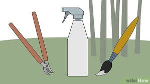 A heavy loppers or saw is necessary for larger shoots. 3 Ways To Kill Bamboo Wikihow