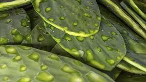 In this episode of in the kitchen with matt, i show you how to prepare and eat cactus fruit also known as prickly pear, cactus pear, tuna fruit, opuntia. Asked Can I Eat The Cactus Pads