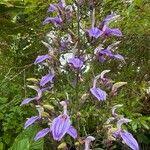 Image result for Brillantaisia owariensis