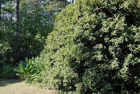 Image result for Thunbergianthus