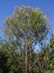 Image result for Vernonanthura polyanthes
