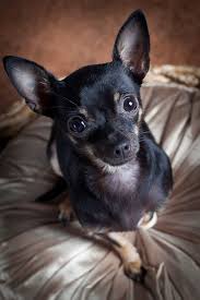 Corgi Chihuahua Mix Black And Brown Professional Dog Photography In Santa Barbara Cute Chihuahua Very Cute Dogs Dog Photography