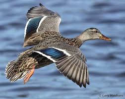 Pin On Mallard Ducks