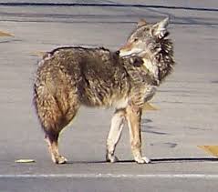 Fido will need a combination of. Large Coyote Spotted In Oak Lawn Oak Lawn Il Patch