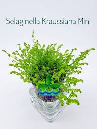 Image result for Selaginella kraussiana