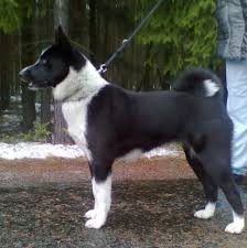 Image result for karelský medvědí pes