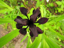 Image result for Haumaniastrum coriaceum