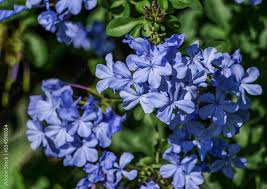 Image result for Plumbaginaceae