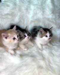 قطة من فصيلة سكوتش استريت الفجيرة 111148 Cats Animals Friendly