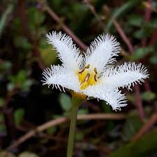 Imagem de Estrela-Branca