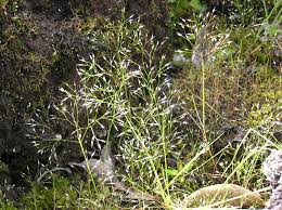 Image result for Aira caryophyllea