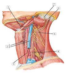 Veins and arteries in neck. Superficial Veins And Arteries Of Neck Anatomy Pediagenosis