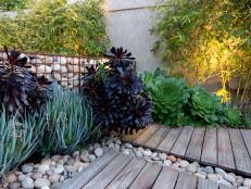 Most succulents are green in color, here are some tips to give your succulents the best color with keep them in the shade first and gradually give them a slightly more amount of sunlight each day. Growing Succulents In The Shade Diy