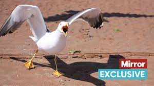 RSPCA urging owners to keep small dogs on leads as vicious seagulls attack  - Mirror Online
