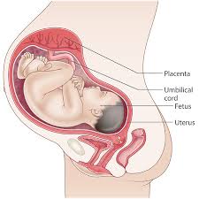 عوامل ما قبل الولادة تؤدي لتسطح رأس الرضيع