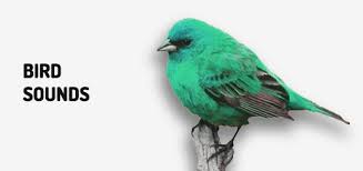 Sound Of Birds Chirping In The Morning Mp3 Free Download Bird Sounds Free Mp3 Download Orange Free Sounds