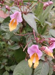 Image result for Impatiens salpinx