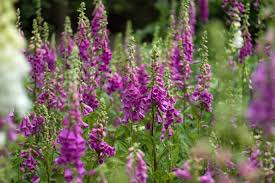 Image result for Digitalis purpurea