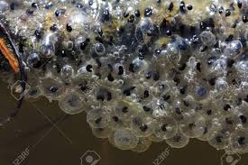 Frogs always stare at you but they are too cool to smile. Close Up Of Frog Spawn Frog Eggs Stock Photo Picture And Royalty Free Image Image 46444917