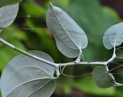 Image result for Smilax