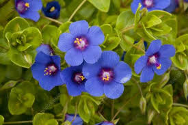 Image result for Anagallis barbata