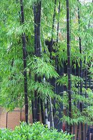 The black bamboo could be identified by this unique groove or sulcus that also helps the plant to grow and spread through underground rhizomes several other species of the black bamboo are often used as ornamental plants even when they are an invasive species that requires to be grown in. 17 Bamboo Ideas Bamboo Bamboo Garden Black Bamboo
