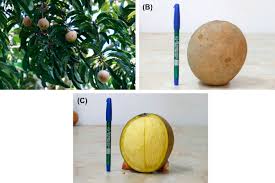 Image result for Mangifera