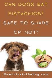Can Dogs Eat Pistachios Are They Safe For Dogs Can Dogs Eat Dog Eating Pistachio