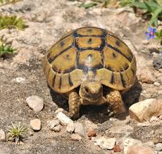 Greek Tortoise Care Sheet