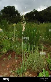 Image result for Dipcadi viride