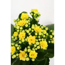 Image result for Kalanchoe rosalina