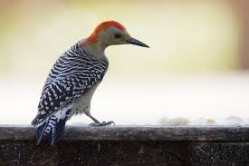 And which ones we should not. How To Get Rid Of Woodpeckers On Trees 4 Extremely Effective Products The Woodpecker Remover
