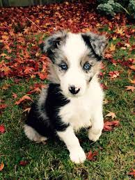 Blue Merle Border Collie Puppy Called Murphy Collie Puppies Yorkshire Terrier Puppies Cute Dogs