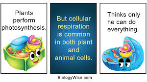 The similarities between plant and animal cells are that they are both eukaryotic cells (cells that contain a nucleus). Similarities Between Plant And Animal Cells Biology Wise