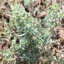 Image result for Crotalaria cleomifolia