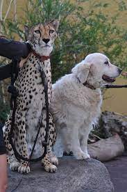 Karroo A Cheetah And Her Best Friend Sven Olaf The Dog San Diego Zoo San Diego California Photo By Kingdom Ani Zoo Animals Animals Friends Dog Help