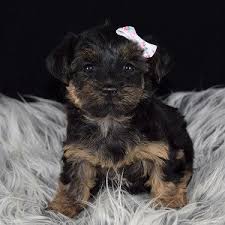 Find your new yorkie poo puppy here at amanda's poos. 15 Pictures About Yorkie Poo Pics Pets Lovers