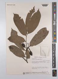 Image result for Annickia ambigua