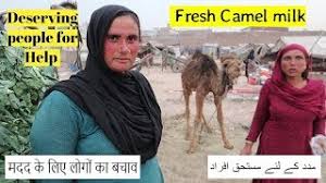 In pakistan the main markets for camel sales are festivals and fairs. Freshest Camel Milk Street Food Peshawar Pakistan Street Food Youtube