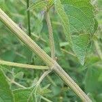 Image result for Cantinoa