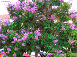 Image result for Buchnera speciosa