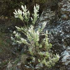 Image result for Erica arborea