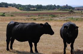 Check spelling or type a new query. Hostal Restaurante Los Olmos Raza Angus Ganaderia Propia