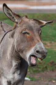 You may have heard that a horse's teeth grow continuously. Funny Donkey Comical Looking Donkey With Mouth Wide Open Showing Teeth Affiliate Comical Donkey F Funny Donkey Pictures Donkey Funny Laughing Animals