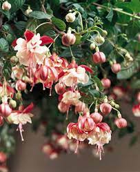 I find it best not to water fuchsias over the winter until you want to start them back into growth, this will depend on how cold your spring is, best guide i. Swingtime Trailing Fuchsia Fuchsia Hybrid Proven Winners